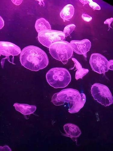 浮力影院国产的相关介绍