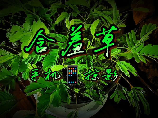 国产国语av毛片在线看的相关介绍